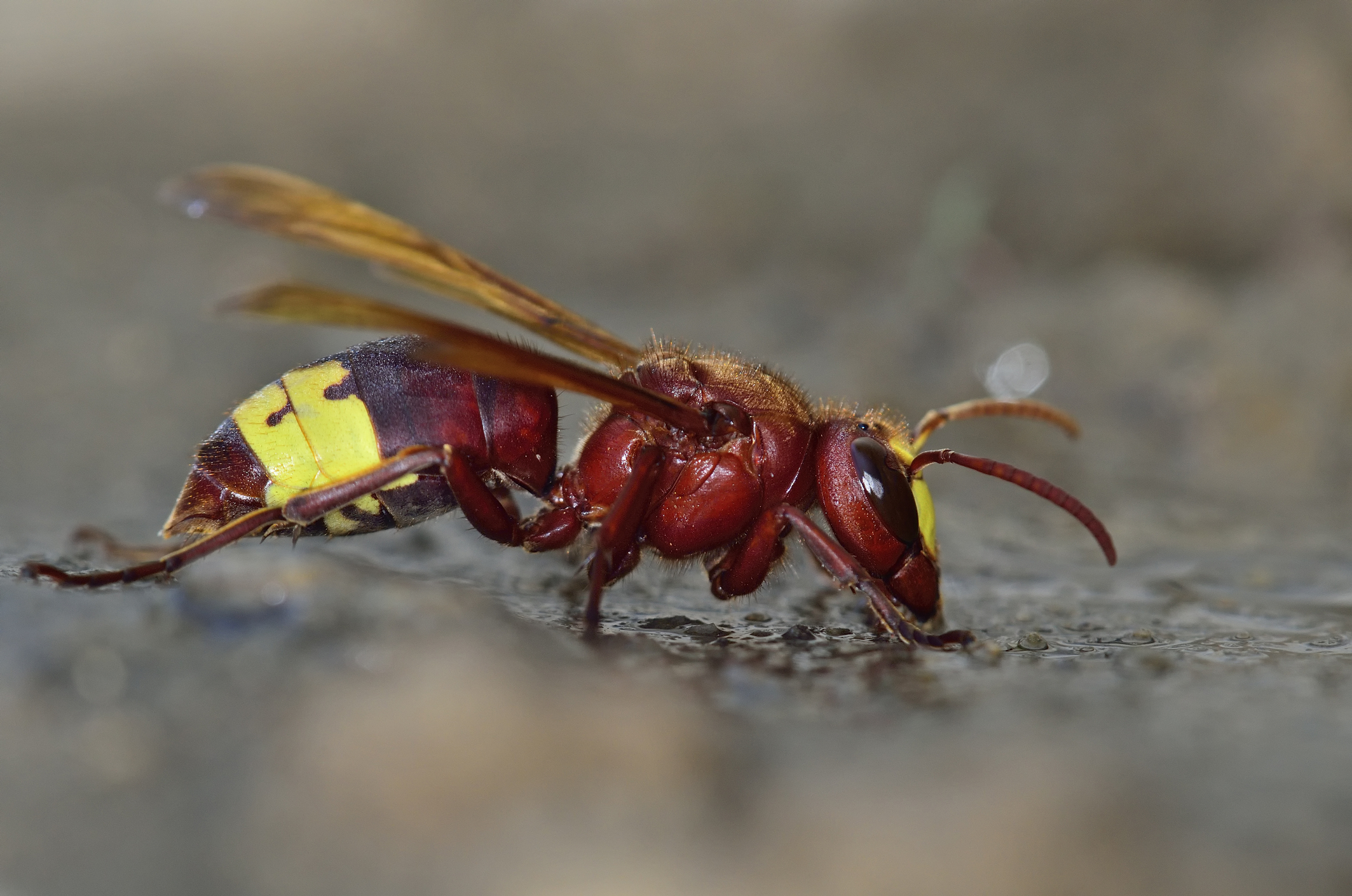 Orientalski sršen (Vespa orientalis)