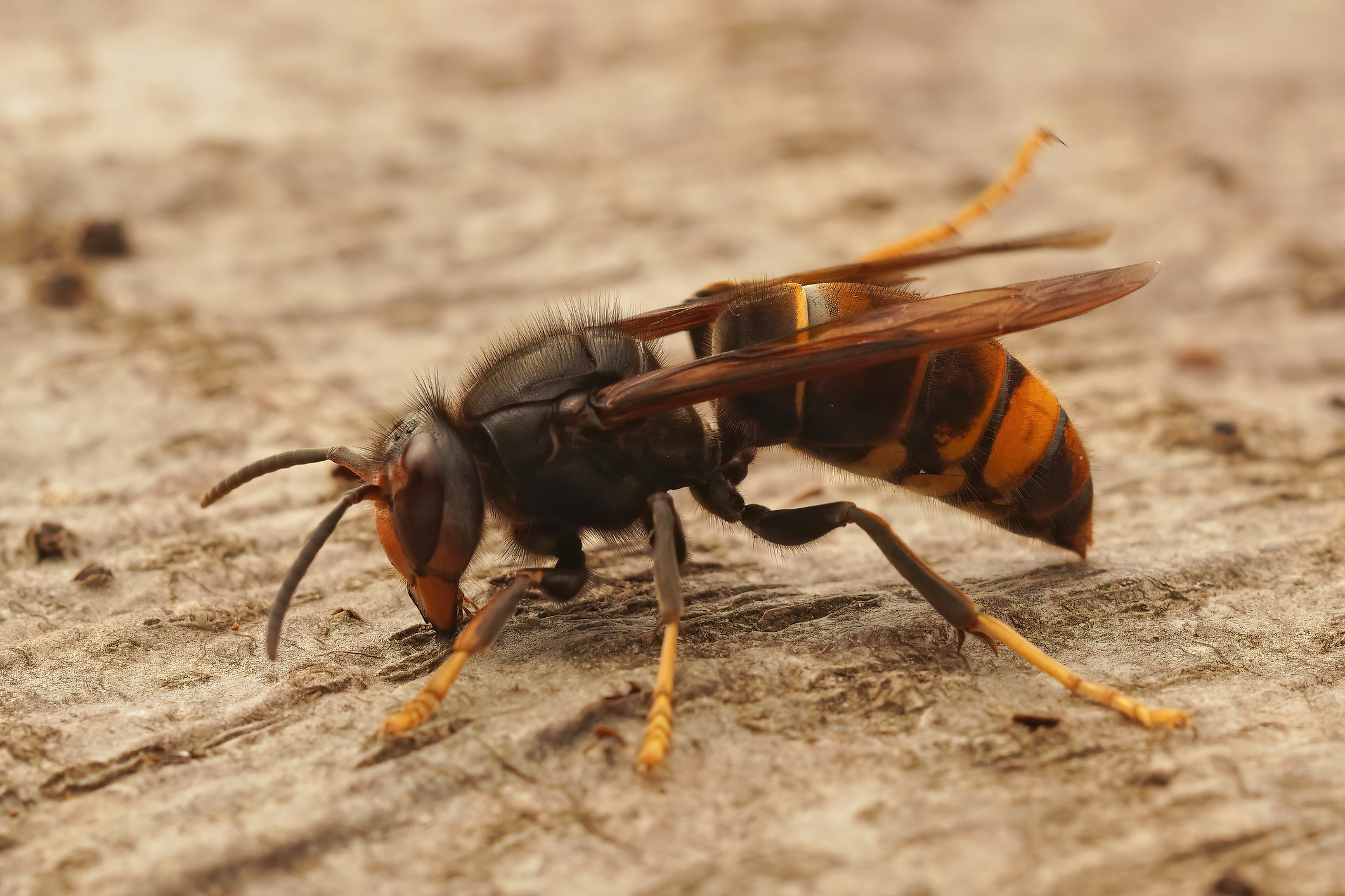 Bližnji posnetek azijskega rumenonogega sršena (Vespa velutina)