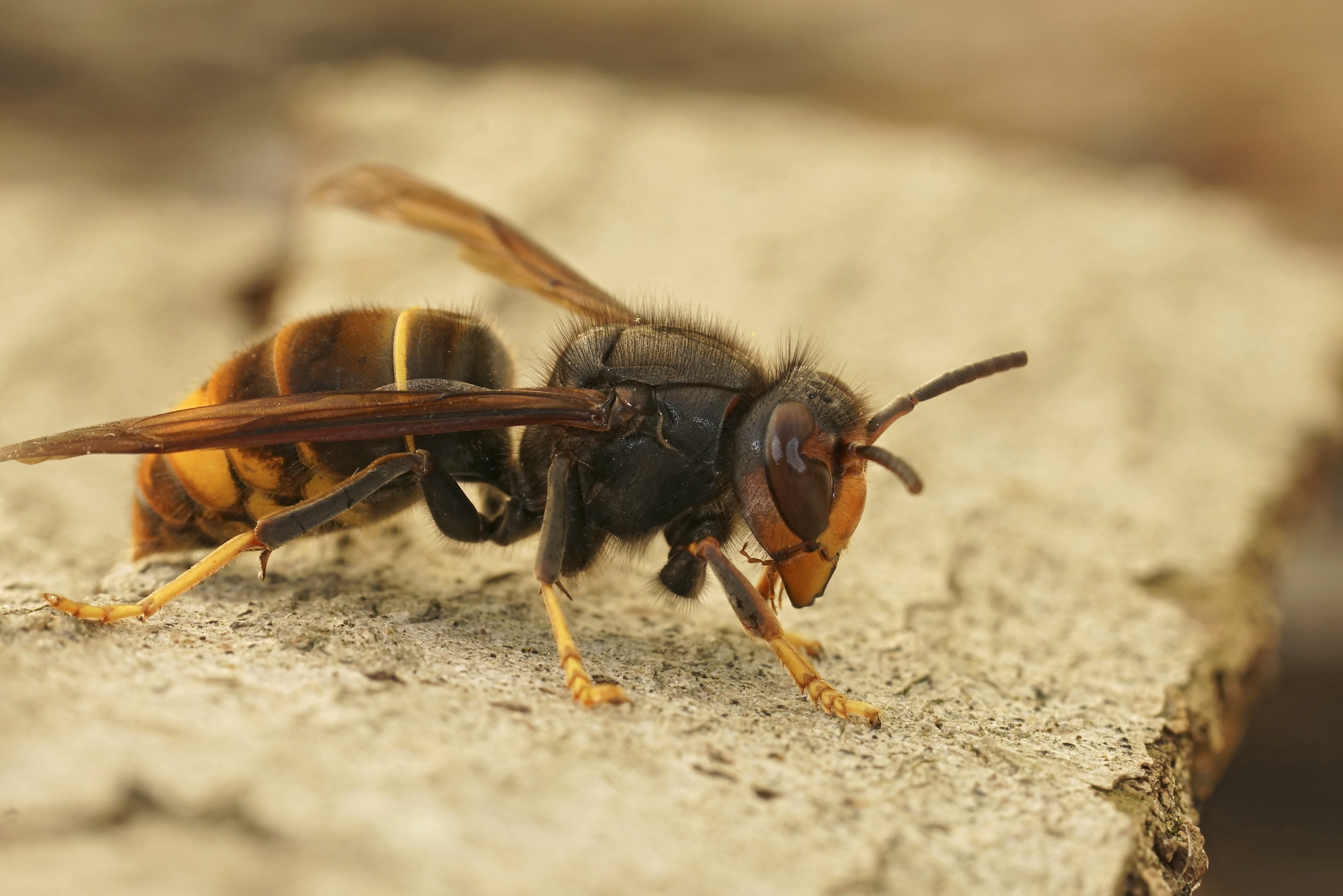 Delavka invazivne vrste azijskih sršenov (Vespa velutina), ki predstavlja veliko grožnjo čebelarstvu
